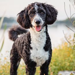 Lucy - Aussiedoodle