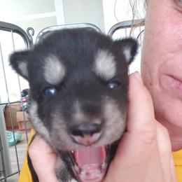 Pomsky Puppies from Bluebonnet Pomskies