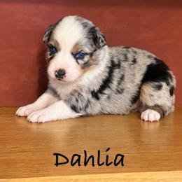 Dahlia - Blue merle female Australian Shepherd puppy in Howardsville, Virginia from Spectacular Aussies and Cavaliers