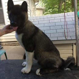 Akita from Gail's Akitas