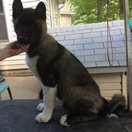 Akita from Gail's Akitas