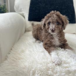 Lucy - White and red merle female Bordoodle puppy in Valley Center, California from Circle R Valley Bordoodls