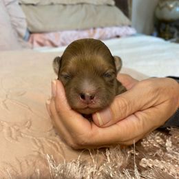 Girl 5 - Merle female Shihpoo puppy in Millsap, Texas from Gaston’s Posh Poodles and Doodles