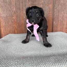 Ginger - Black tri-color female Aussiedoodle puppy in Eastland, Texas from H5 Mini Doodles