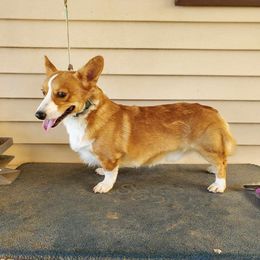 Bruno - Pembroke Welsh Corgi