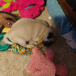 Yellow collar - Fawn male Pug puppy in Cedar Springs, Michigan from Wilson's Pugs
