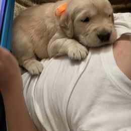 Golden Retriever Puppies from Rangel’s Adorable Golden Retrievers of Dallas Texas