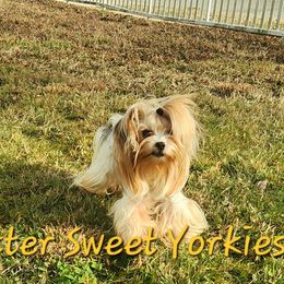 jojo - Yorkshire Terrier