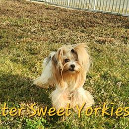 jojo - Yorkshire Terrier