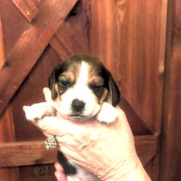 Junebug (Stevie) - Black tan and white female Beagle puppy in Jerome, Missouri from Beam's Beagles
