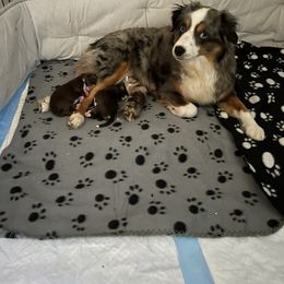 Toy Australian Shepherd Puppies from Loyal Litters Toy Australian Shepherds