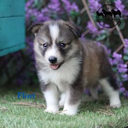 Flint - male Nenets Herding Laika puppy in Manns Choice, Pennsylvania from Mystic Winds Nenets Laikas