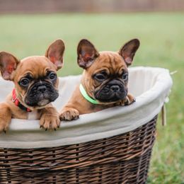 French Bulldog Puppies from Adorable Frenchies