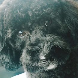 Cavapoos from Kingdom Cavapoos