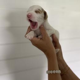 Freddie - Parti male Goldendoodle puppy in Stanford, Kentucky from Holloway Goldendoodles