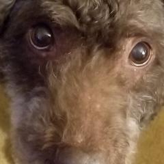 Spanish Water Dogs from Ariosa