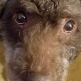 Spanish Water Dogs from Ariosa
