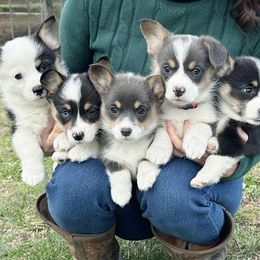 American Corgis, Australian Cattle Dogs, and Pembroke Welsh Corgis from Tompkins Farm