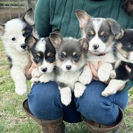 American Corgis, Australian Cattle Dogs, and Pembroke Welsh Corgis from Tompkins Farm