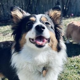 American Corgis and Pembroke Welsh Corgis from Witch Creek Corgis
