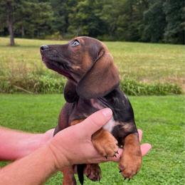 Biscuit - Red male Dachshund puppy in Milroy, Pennsylvania from Not Your Average Weiner