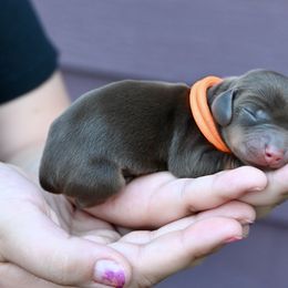 Orange Collar - Chocolate and tan male Dachshund puppy in Merkel, Texas from Ragan's Little Dachshunds