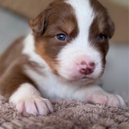 Blaze - Red tri-color male Australian Shepherd puppy in Oakridge, Oregon from Middle Fork Australian Shepherds