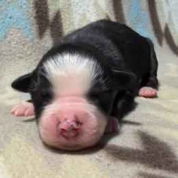Girl 8-Black Tri - Black tri-color female Australian Shepherd puppy in Mayfield, Kentucky from Hamilton Farms