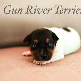 Black Tri 1 - Black white and tan male Rat Terrier puppy in Allegan, Michigan from Gun River Terriers