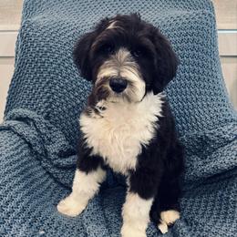 Carrie - Black and white female Sheepadoodle puppy in Watford City, North Dakota from Smith Acres Doodles
