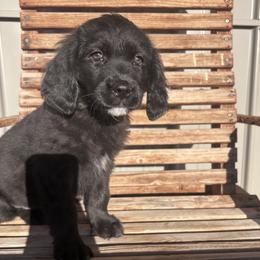 Girl 1 (Light Pink) - female Golden Mountain Dog puppy in Wyoming from Great Basin BMD