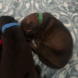 Green - Sable male German Shepherd puppy in Winters, California from Vom Haefner German Shepherds
