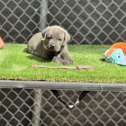 Pinkie pie - Gray brindle female Cane Corso puppy in Pollock Pines, California from Capitol City Cane Corso