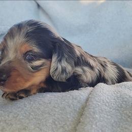 Montana - Dapple female Dachshund puppy in Strafford, Missouri from LL Weens