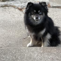 Winnie - Pomsky