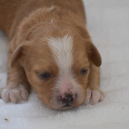 Macy - Red female Cavapoo puppy in Honey Brook, Pennsylvania from Stoltzfus Family Puppies (license number 18844)