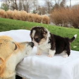 Pembroke Welsh Corgi puppies from Highland Meadows