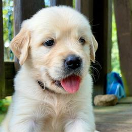 Titan - Light golden male Golden Retriever puppy in Doniphan, Missouri from Stockford’s Golden Retrievers
