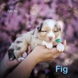 Fig - Red merle male Miniature American Shepherd puppy in Herriman, Utah from Painted Blue Aussies