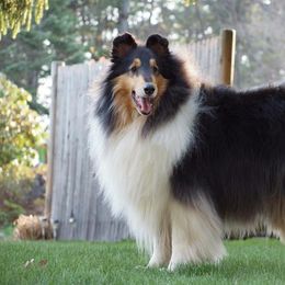 Collies from Blackmoor collies