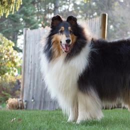 Collies from Blackmoor collies