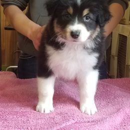 Australian Shepherd Puppies from Agra Australian Shepherds