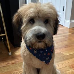 Soft Coated Wheaten Terrier Puppies from Hardin Hills Wheatens