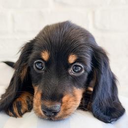 Margaux - Black and tan female Dachshund puppy in Auburn, Alabama from Blue Bow Kennels