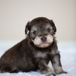 Miniature Schnauzer Puppies from Schnauzah