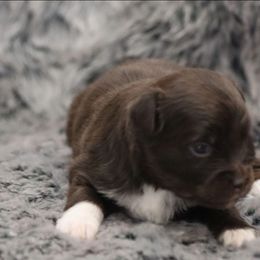 Blue-Eyed Minimal White Red Tri Female 1 - Red tri female Toy Australian Shepherd puppy in Leighton, Alabama from Isbell Land & Livestock, LLC