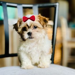 Girl 1 - Liver and white female Shih Tzu puppy in Seguin, Texas from Dolled Up Shih Tzus