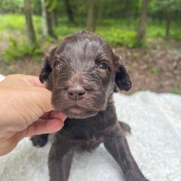Reese - Chocolate female Goldendoodle puppy in New Ringgold, Pennsylvania from Hawk Mountain Doodles