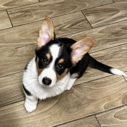 Cardigan Welsh Corgi Puppies from LoneStar Cardigan Welsh Corgis