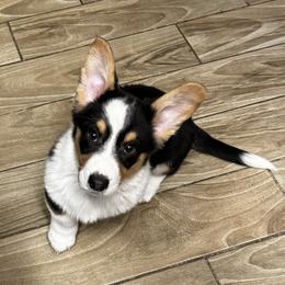 Cardigan Welsh Corgi Puppies from LoneStar Cardigan Welsh Corgis